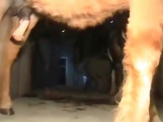 animal sexo japones gratis porn videos