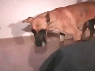 nepal and wwwanimalsexcom porn videos