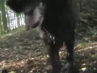 Mature gay dude fucks a dog outdoors