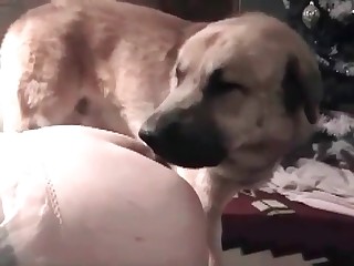 Zoophile is sucking a dog cock with a passion