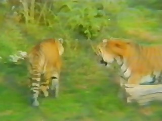 Big beautiful animals are naughty by nature