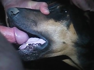 Doberman gives a very nice fellatio