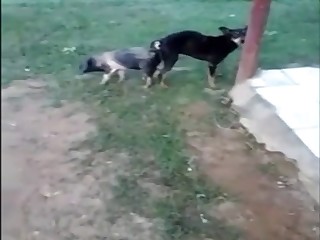Two nice animals have good outdoor sex