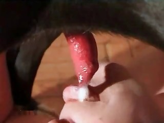 She happily sucks on dog's cock