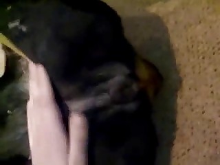 Touching and stimulating doggy anus