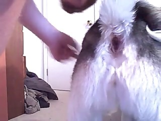 That dog was made for on-camera zoo sex