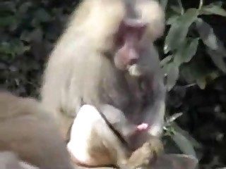 Small monkey jerks a dick on camera