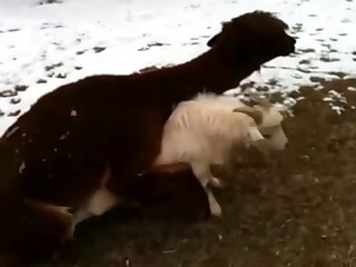Two nice farm animals have sex on cam