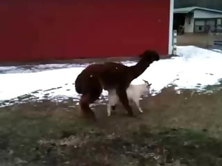 Two nice farm animals have sex on cam
