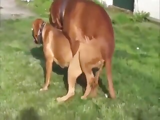 Hot dog fucks another dog in a porn video