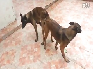 An insatiable dog duo fucking each other