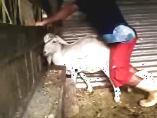 Goat slut is going to get fucked from behind