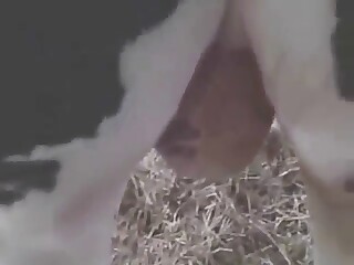 Hot zoo sex with close-ups and then some