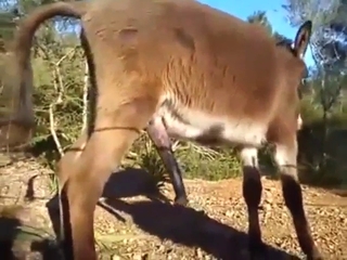 Donkey's sucking improvesтАж auto-fellatio time