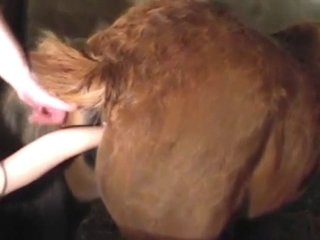 Dildo fucking with a mare that seems seductive