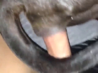 Guy's hard cock is going to destroy a dog's hole