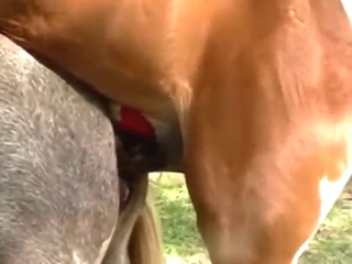 Zoophile porn with a pony that shows its huge D