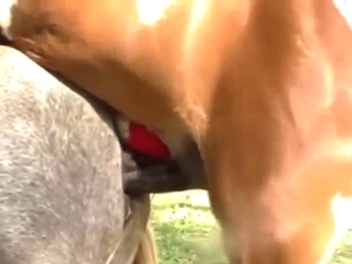 Zoophile porn with a pony that shows its huge D