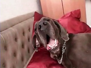 dog + beast + hentai + board videos