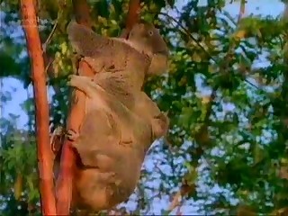 Cute wild animals fuck on the tree