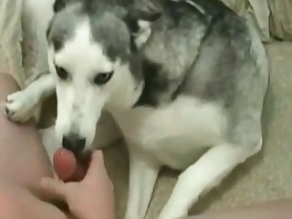 Kinky husky and its horny bitch