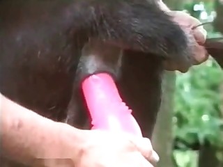 Doggie enjoying a sex toy